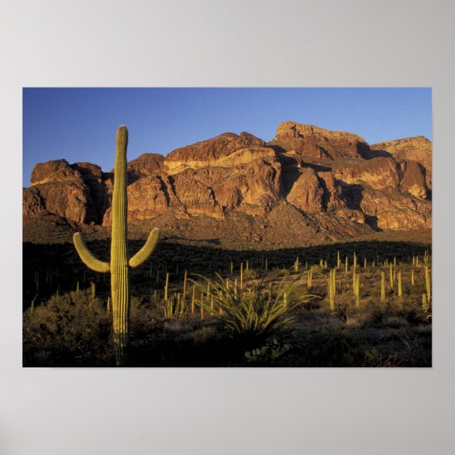 NA, USA, Arizona. Organ Pipe Cactus National 2 Poster (Front)