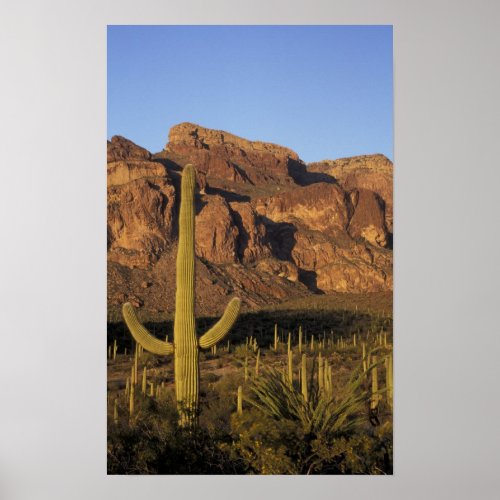 NA USA Arizona Organ Pipe Cactus National Poster