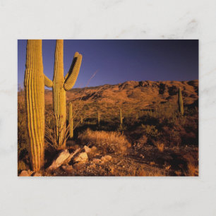 NA, USA, Arizona, Saguaro National Monument Postcard
