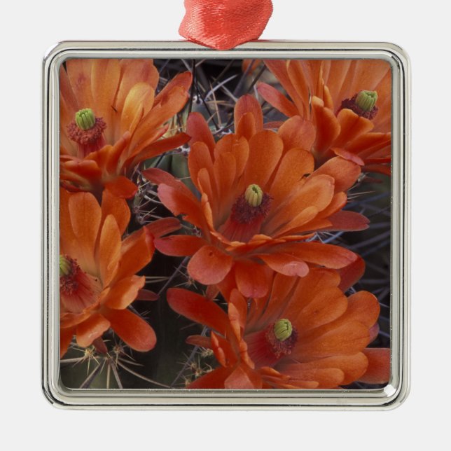 NA, USA, Arizona, San Xavier. Claret Cup cactus Metal Ornament (Front)