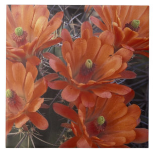 NA, USA, Arizona, San Xavier. Claret Cup cactus Tile