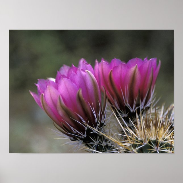 NA, USA, Arizona, Sonoran Desert. Hedgehog Poster (Front)