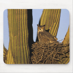 NA, USA, Arizona, Tucson. Great horned owl Mouse Pad