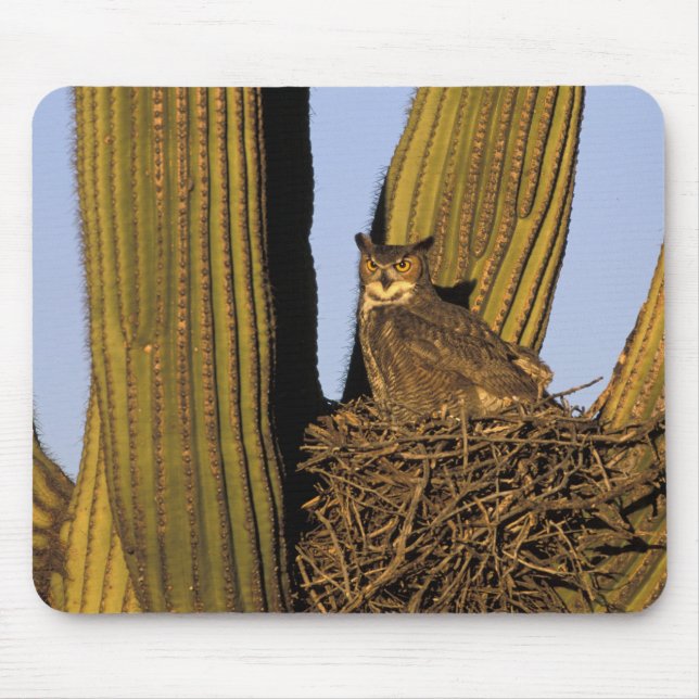 NA, USA, Arizona, Tucson. Great horned owl Mouse Pad (Front)