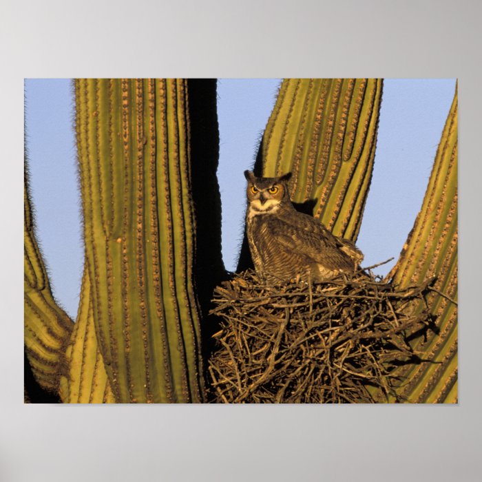 NA, USA, Arizona, Tucson. Great horned owl on Poster