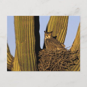 NA, USA, Arizona, Tucson. Great horned owl Postcard