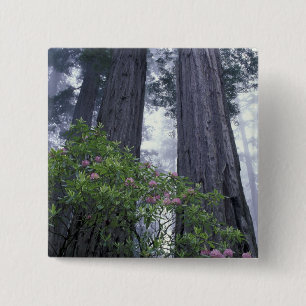 NA, USA, California. Del Norte Coast State Park. 2 Button