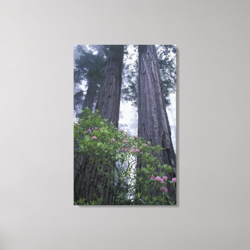 NA USA California Del Norte Coast State Park 2 Canvas Print