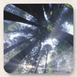 NA, USA, California, Del Norte Redwoods State Drink Coaster