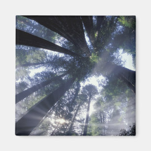 NA, USA, California, Del Norte Redwoods State Magnet