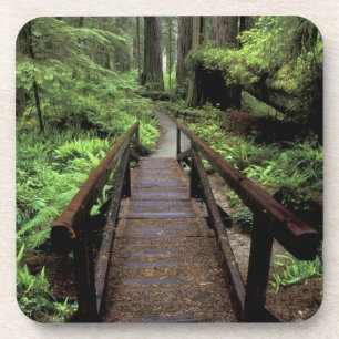 NA, USA, California, Jedidiah Smith Redwoods Drink Coaster