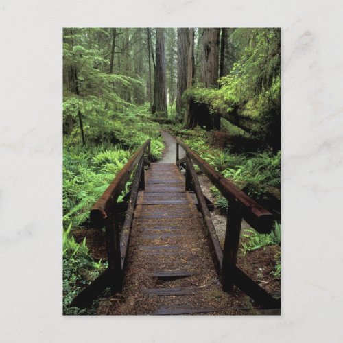 NA USA California Jedidiah Smith Redwoods Postcard