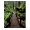 NA, USA, California, Jedidiah Smith Redwoods