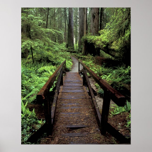 NA, USA, California, Jedidiah Smith Redwoods Poster (Front)