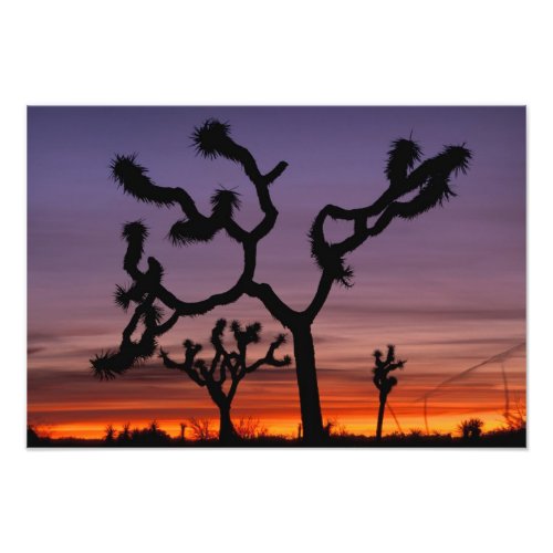 NA USA California Joshua Tree National Photo Print