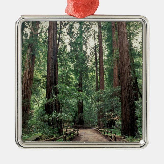 NA, USA, California, Marin County, Muir Woods Metal Ornament (Front)
