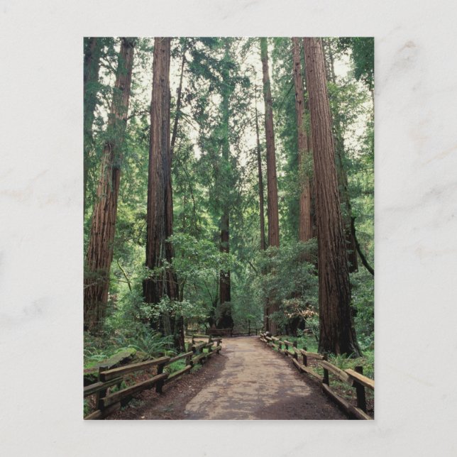 NA, USA, California, Marin County, Muir Woods Postcard (Front)