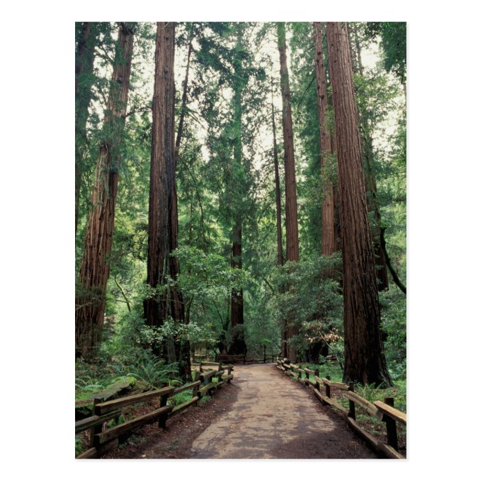 NA, USA, California, Marin County, Muir Woods Post Card