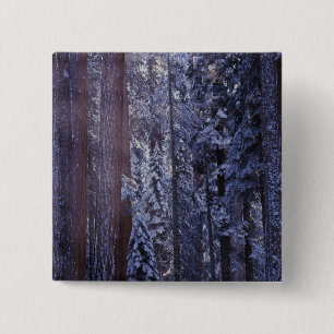 NA, USA, California. Sequoia National Park. 2 Button