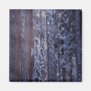 NA, USA, California. Sequoia National Park. 2 Magnet