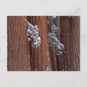 NA, USA, California. Sequoia National Park. Postcard