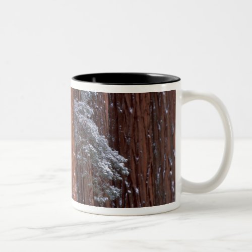 NA USA California Sequoia National Park Two_Tone Coffee Mug