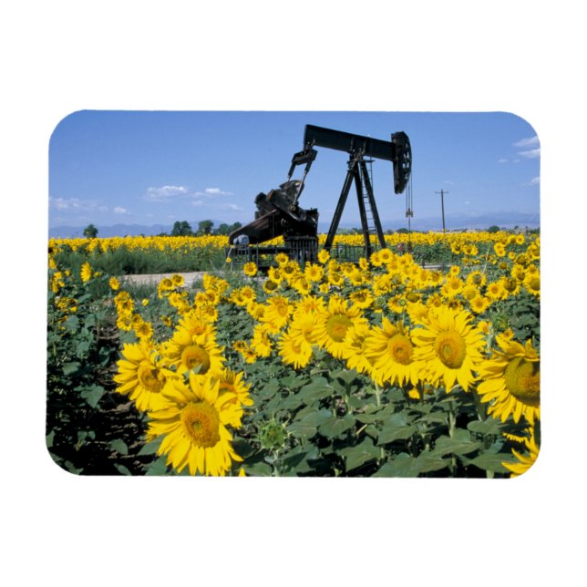 Na, USA, Colorado, Sunflowers, Oil Derrick Magnet (Horizontal)