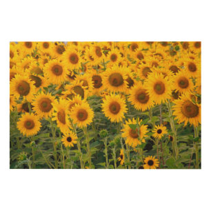 Na, USA, Colorado, Sunflowers Wood Wall Decor