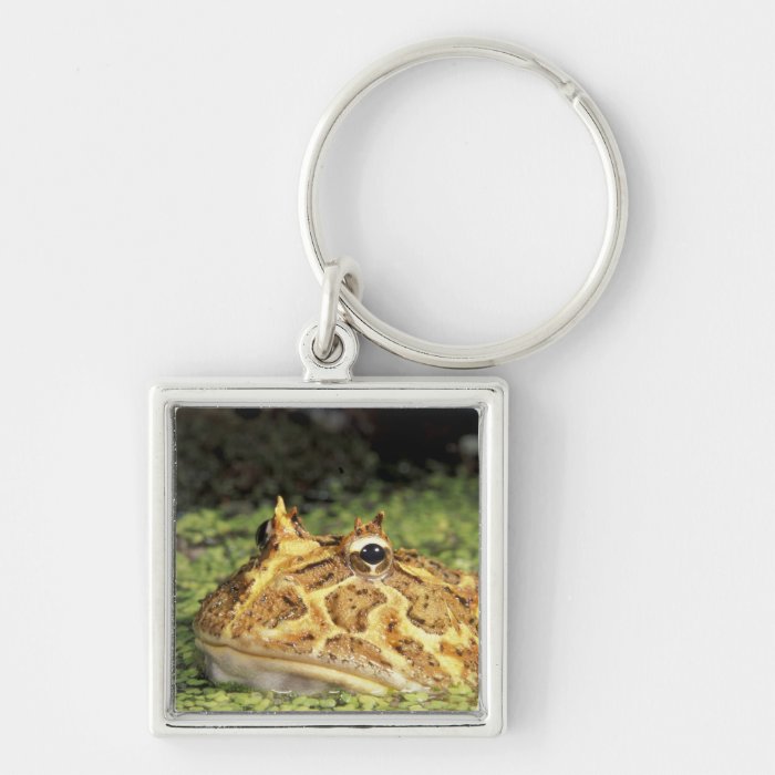 NA, USA, Florida, Miami.  Brazilian horned frog Key Chains