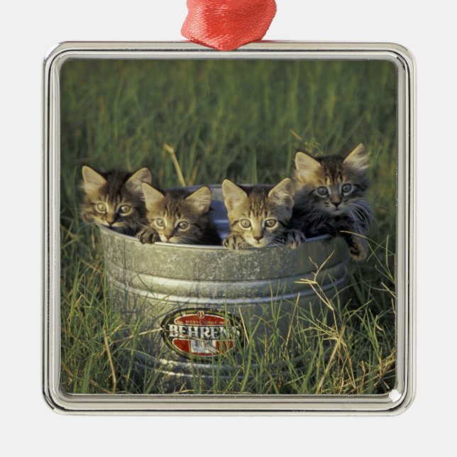 NA, USA, Florida, rural Florida. Eight-week-old Metal Ornament (Front)