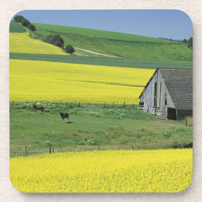 NA, USA, Idaho, near Potlatch, Canola and old Beverage Coaster (Front)