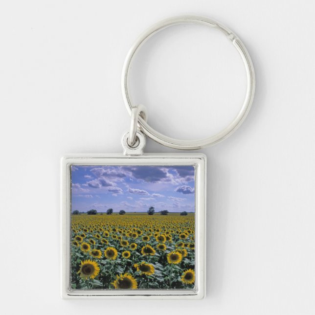 NA, USA, Kansas, Sunflower crop Keychain (Front)