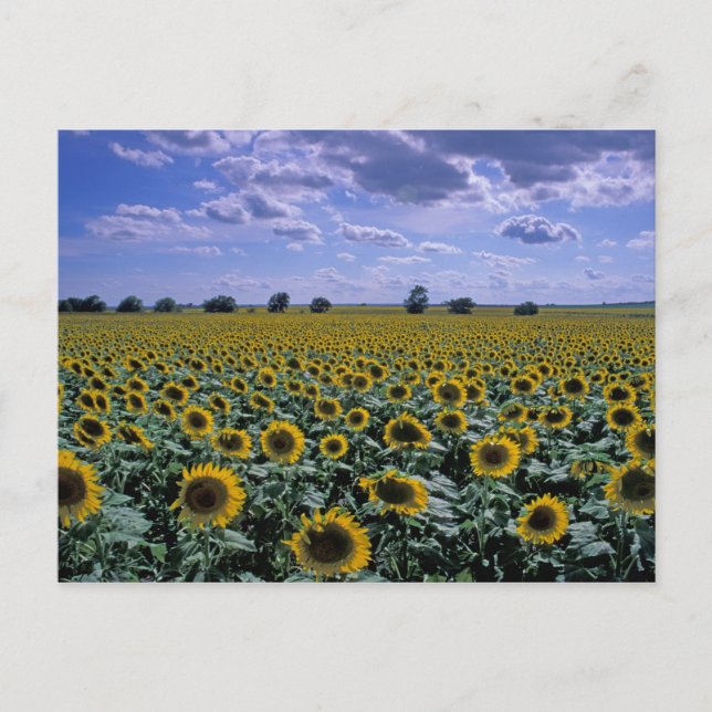 NA, USA, Kansas, Sunflower crop Postcard (Front)