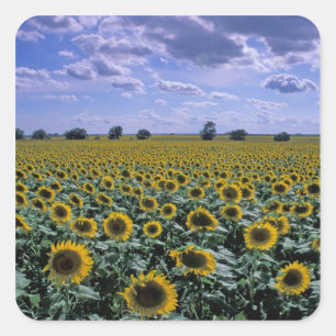 NA, USA, Kansas, Sunflower crop Square Sticker