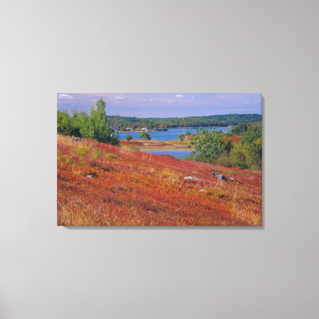 NA, USA, Maine. Blueberry Barrens. Canvas Print (Front)