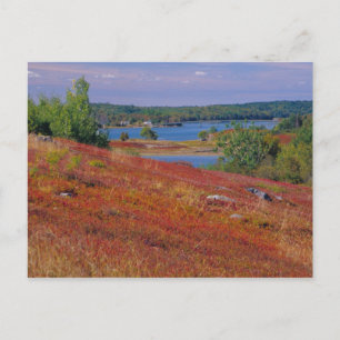 NA, USA, Maine. Blueberry Barrens. Postcard