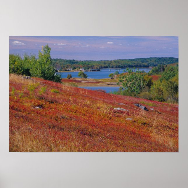 NA, USA, Maine. Blueberry Barrens. Poster (Front)