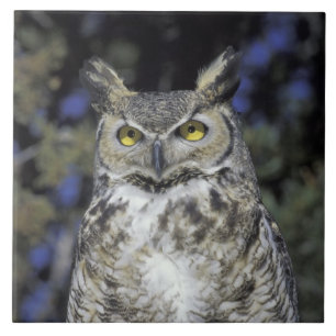 NA, USA, New Mexico, Wildlife West Nature Park Ceramic Tile