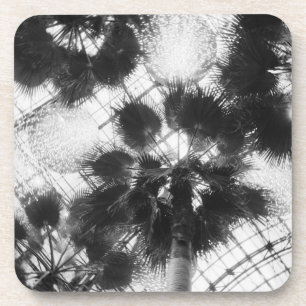 NA, USA, New York, New York City. Palm trees in Beverage Coaster