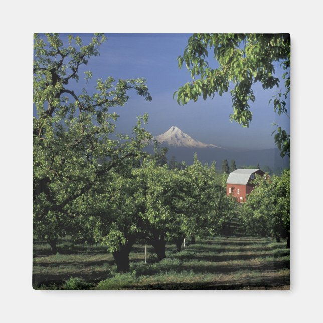 NA, USA, Oregon, near Hood River Mt. Hood with Magnet (Front)