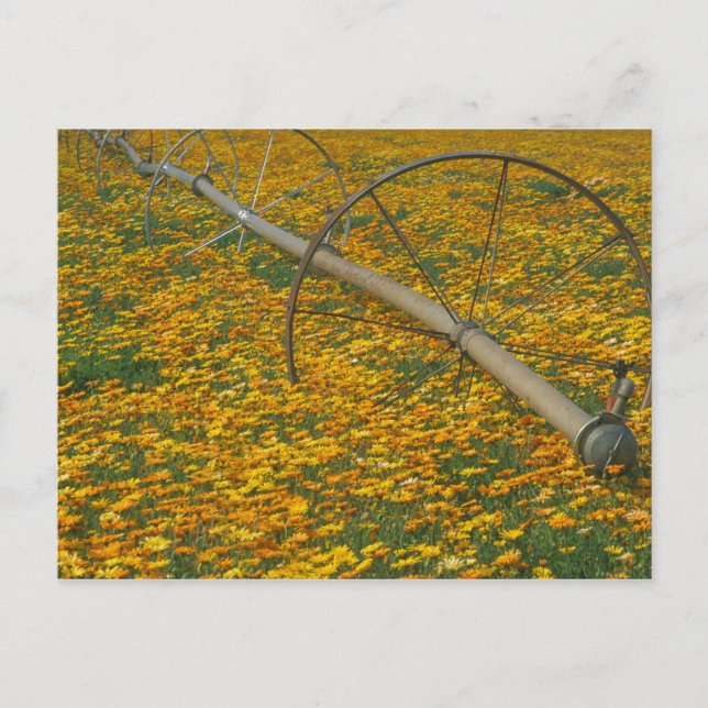 NA, USA, Oregon. Watering system in field of Postcard (Front)