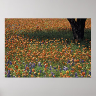 NA, USA, Texas, Hill Country, Paint brush and Poster