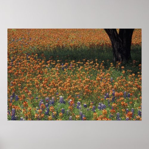 NA USA Texas Hill Country Paint brush and Poster