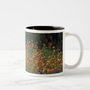 NA, USA, Texas, Hill Country, Paint brush and Two-Tone Coffee Mug