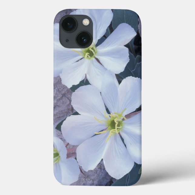 NA, USA, Utah, Arches NP, Evening primrose Case-Mate iPhone Case (Back)