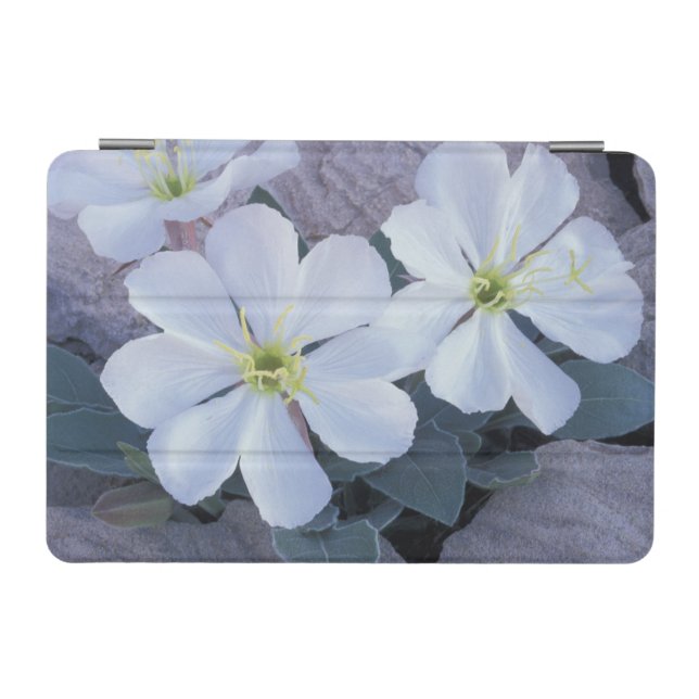 NA, USA, Utah, Arches NP, Evening primrose iPad Mini Cover (Horizontal)