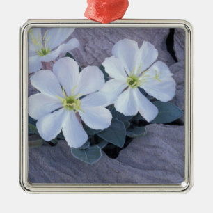 NA, USA, Utah, Arches NP, Evening primrose Metal Ornament