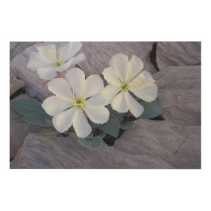 NA, USA, Utah, Arches NP, Evening primrose Wood Wall Decor