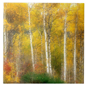 NA, USA, Washington, Fall Aspen Trees along Ceramic Tile