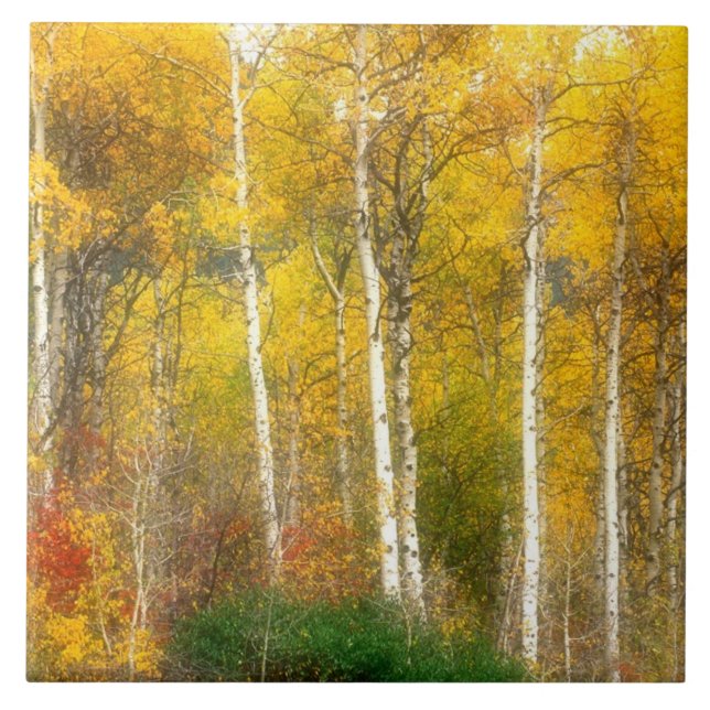 NA, USA, Washington, Fall Aspen Trees along Ceramic Tile (Front)